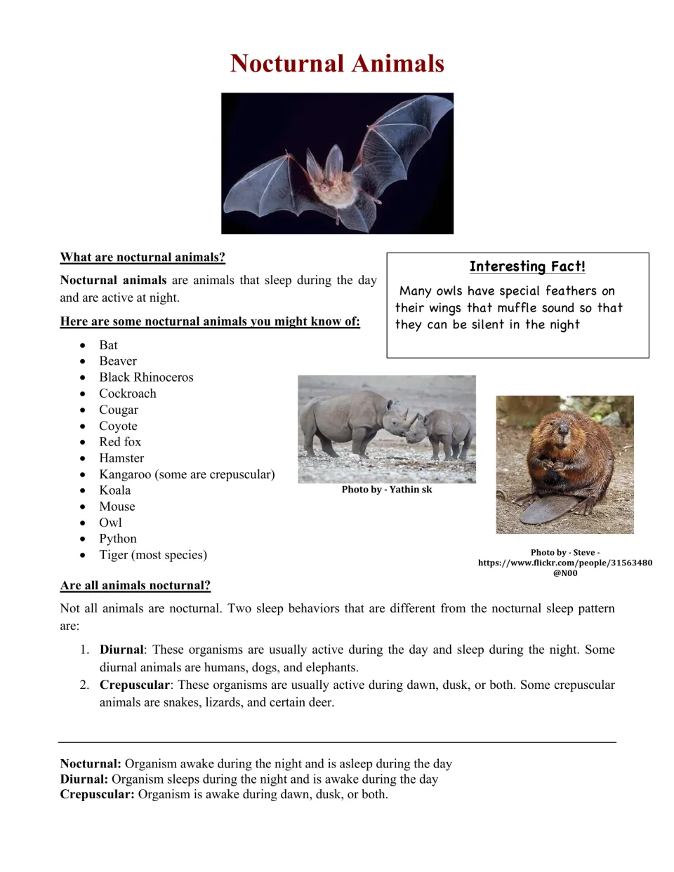 Nocturnal animals reading: defines nocturnal, lists 14 examples such as bat and owl, and contrasts diurnal and crepuscular