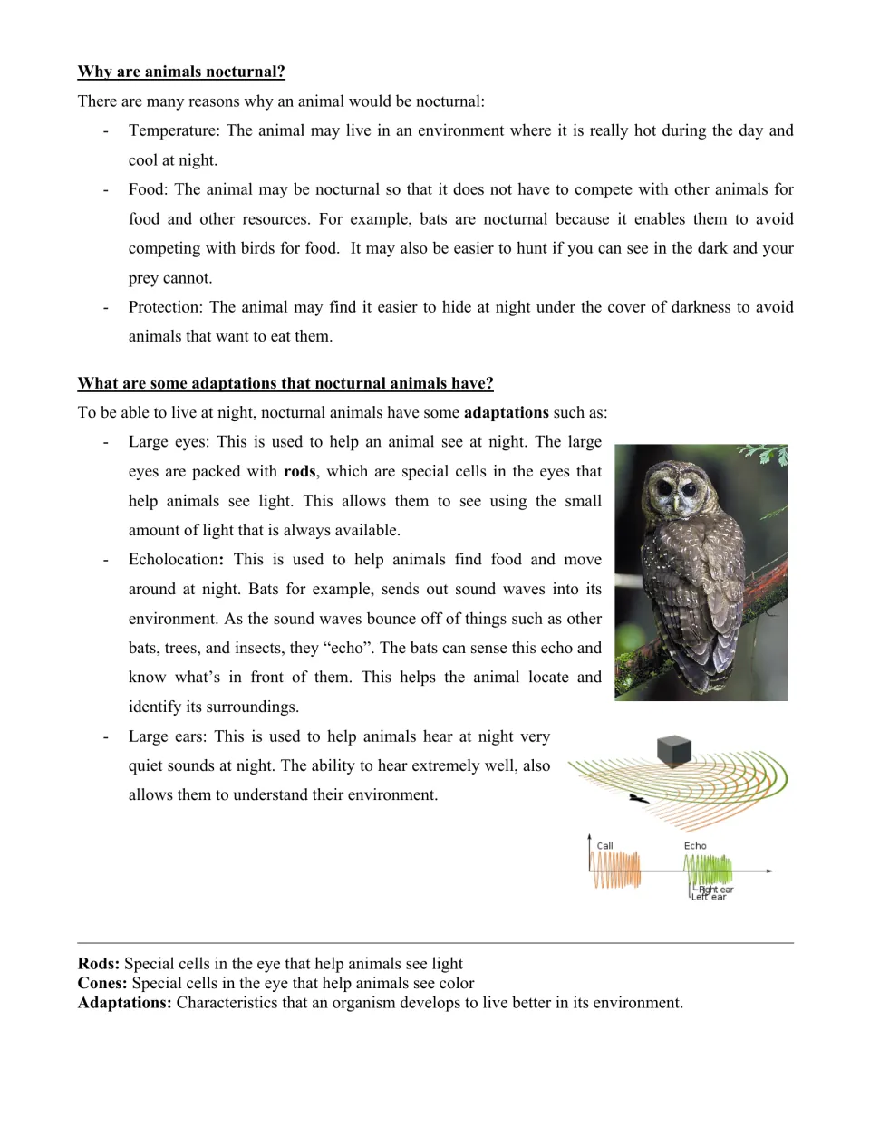 Why animals are nocturnal: temperature, food and protection, plus adaptations like large eyes, echolocation and large ears