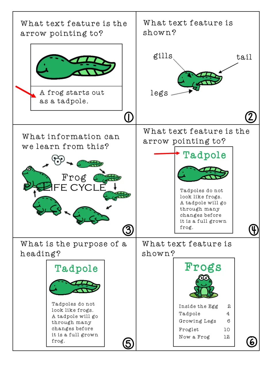 Text feature cards 1-6: students name a caption, diagram, heading and contents page and read a frog life cycle