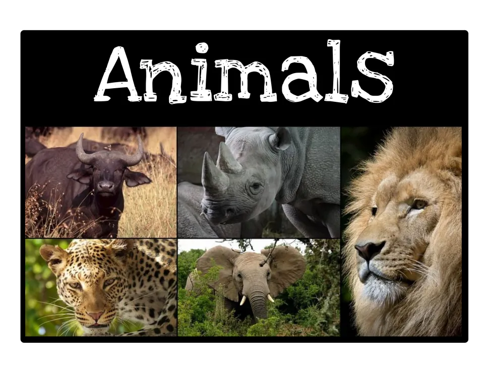 Animals bin label: photo collage of a buffalo, rhinoceros, lion, leopard and elephant under the topic title