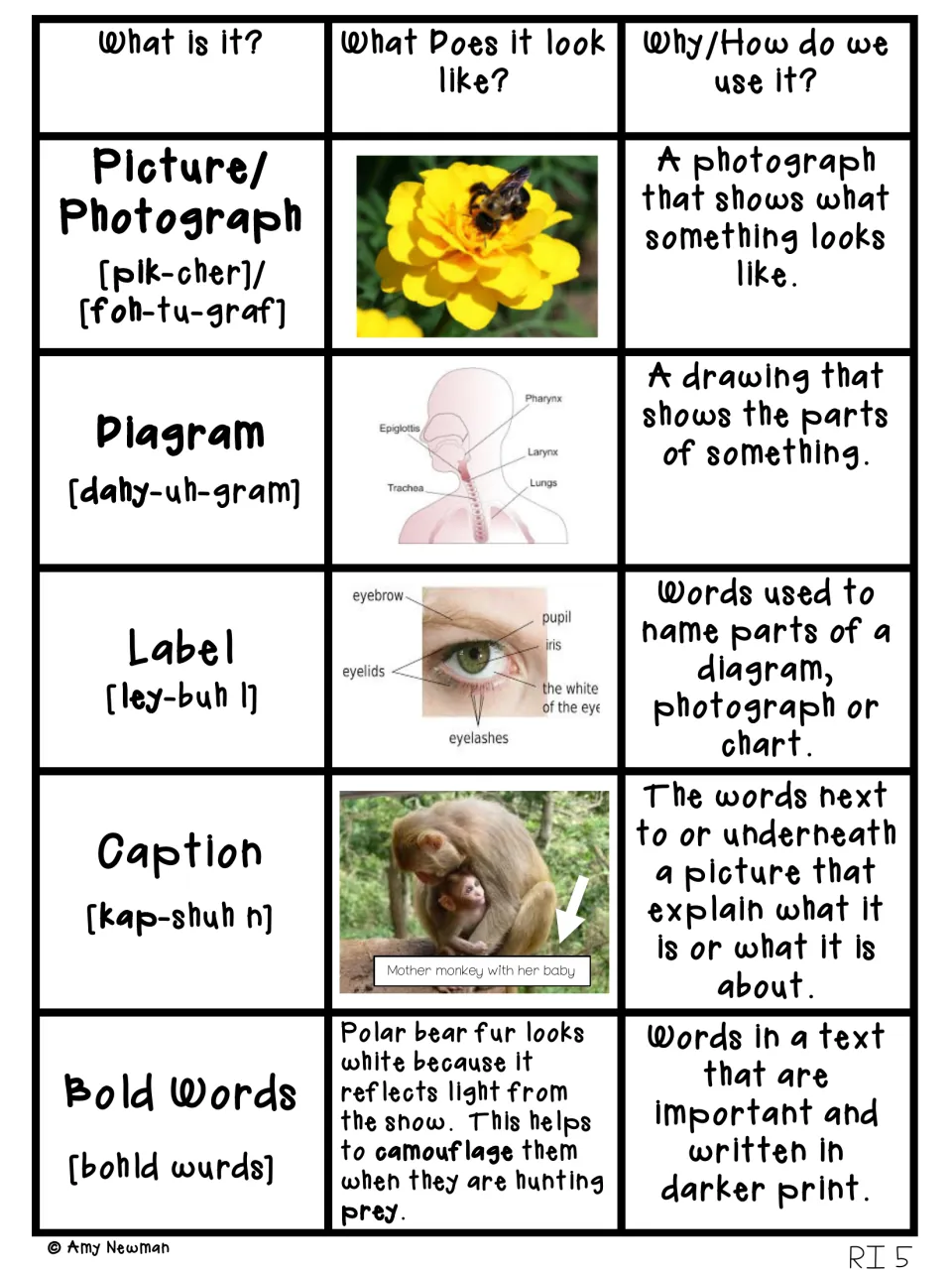 Text features chart for picture, diagram, label, caption and bold words, adding pronunciation guides for each term