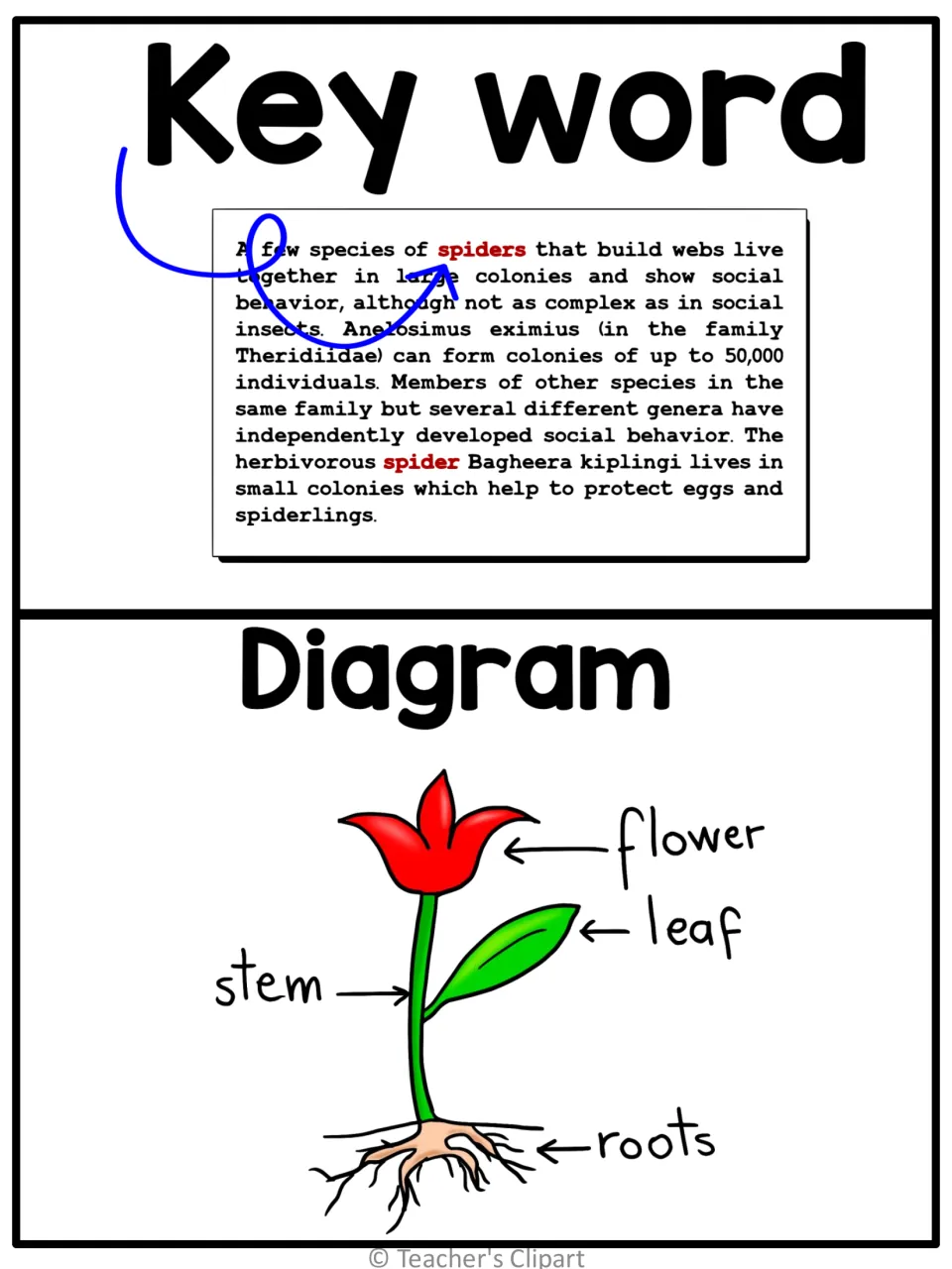 Key word and diagram posters: spider passage with the key word in red; plant diagram labels flower, leaf, stem, roots
