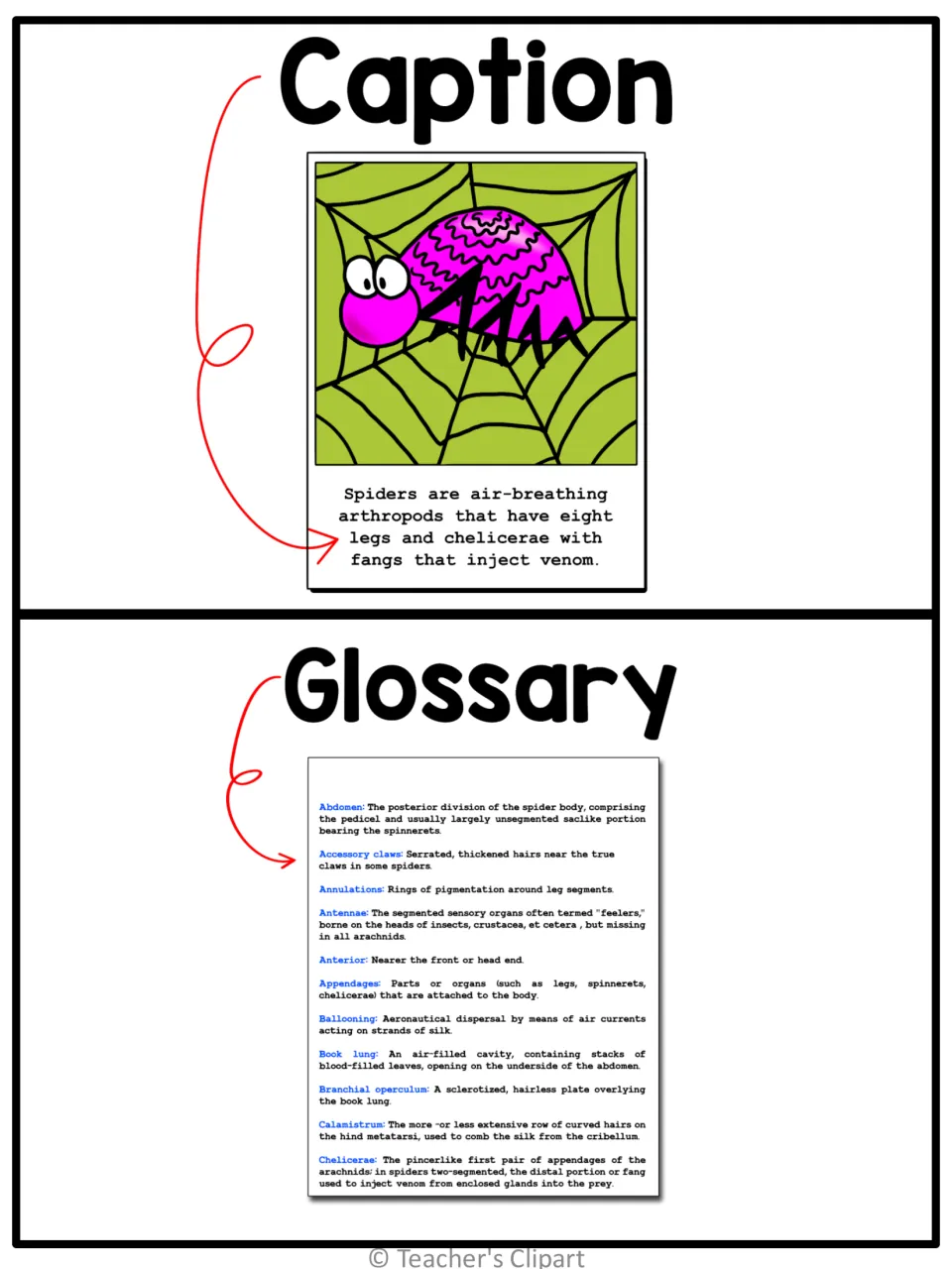 Caption and glossary posters: a spider picture with a one-sentence caption and a glossary of spider terms