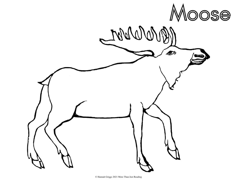 Moose to color: a walking moose with broad, flat antlers and a dangling beard, drawn in outline beside the word Moose