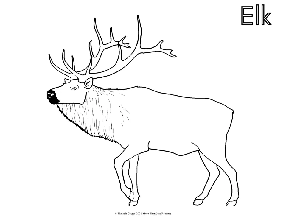 Elk: children color a bull elk with tall branching antlers and a shaggy neck mane, drawn in outline under the word Elk