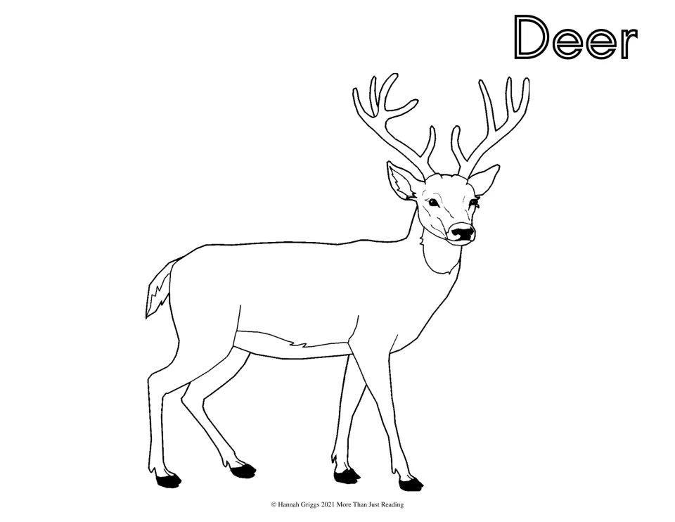 Deer page for coloring: a buck with forked antlers stands facing forward, shown in simple outline with the heading Deer