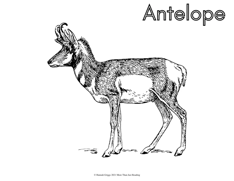 Antelope: students color a detailed sketch of a pronghorn with hooked horns standing in profile, titled Antelope