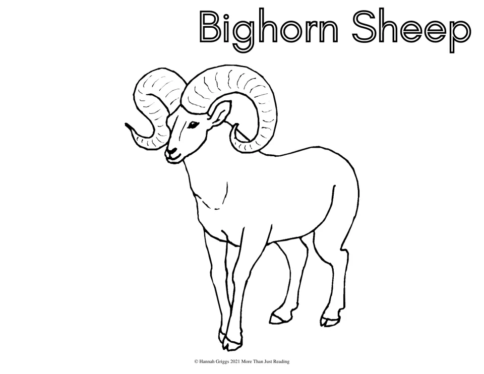Bighorn sheep to color: a ram with large curled horns drawn in outline, headed by the words Bighorn Sheep