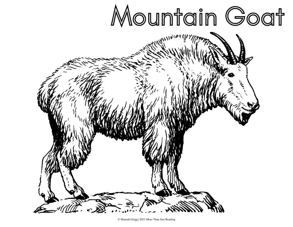 Mountain goat: students color a shaggy-coated goat with short dark horns standing on a rock, labeled Mountain Goat