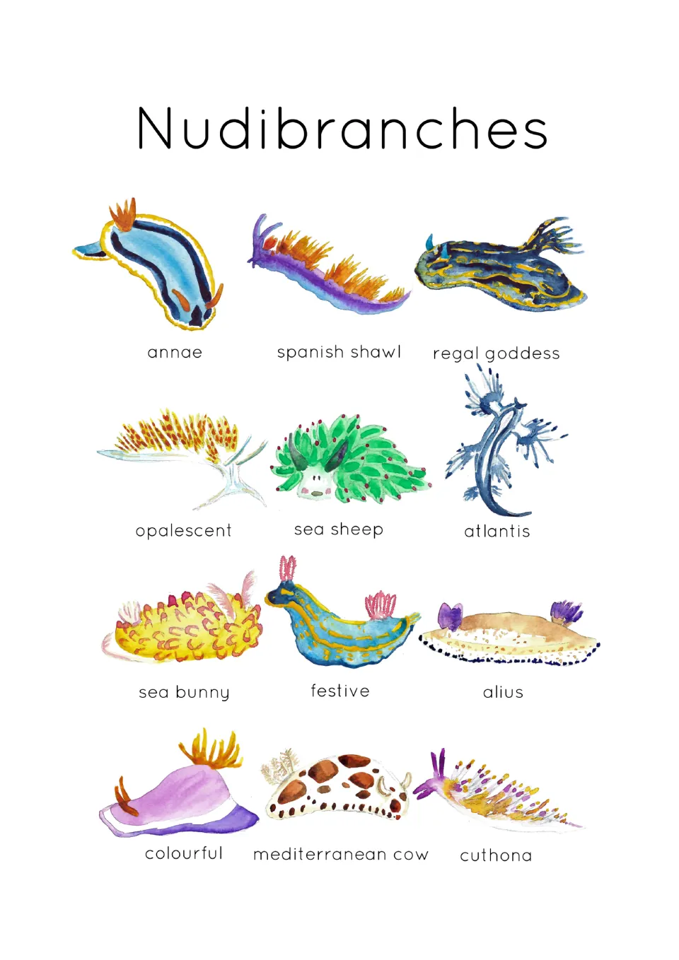 Identification poster for the 12-card set, showing labeled sea slugs including sea sheep and Spanish shawl
