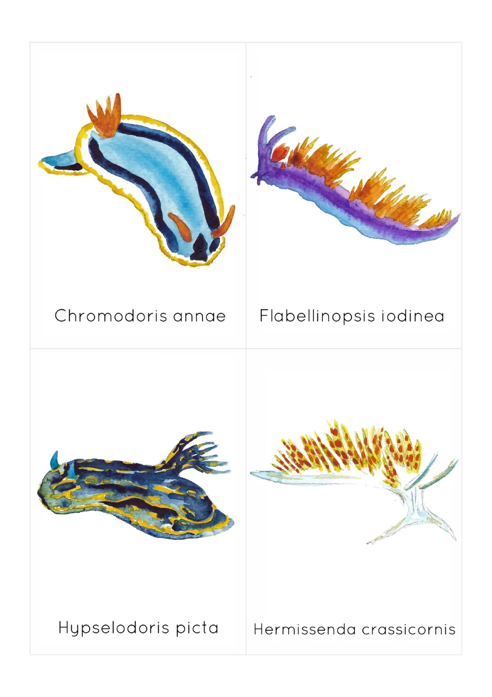 Sea slug flashcards 1–4: Chromodoris annae, Flabellinopsis iodinea and two more, each illustrated and labeled