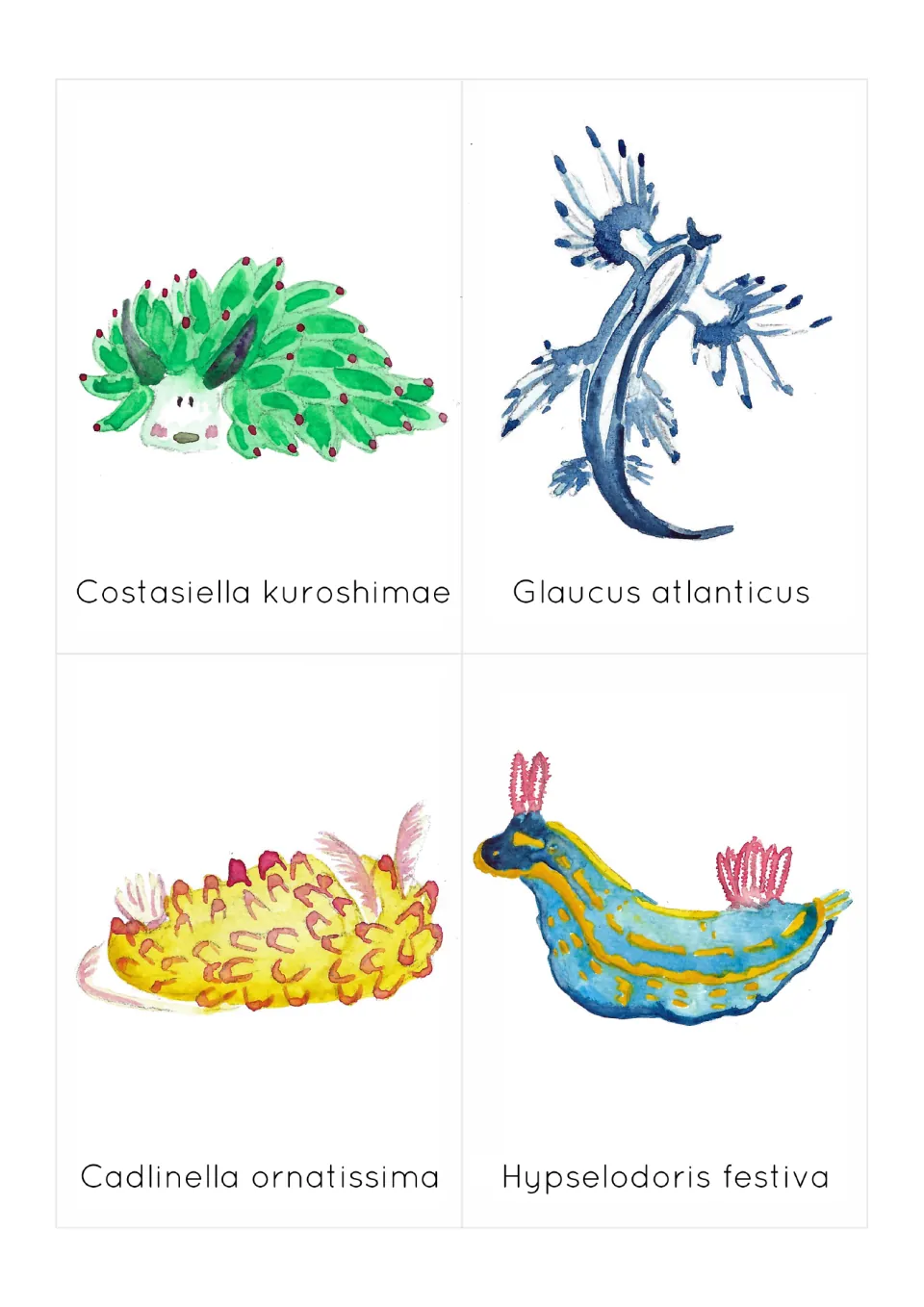 Sea slug flashcards 5–8: Costasiella kuroshimae, Glaucus atlanticus and two more, illustrated and labeled