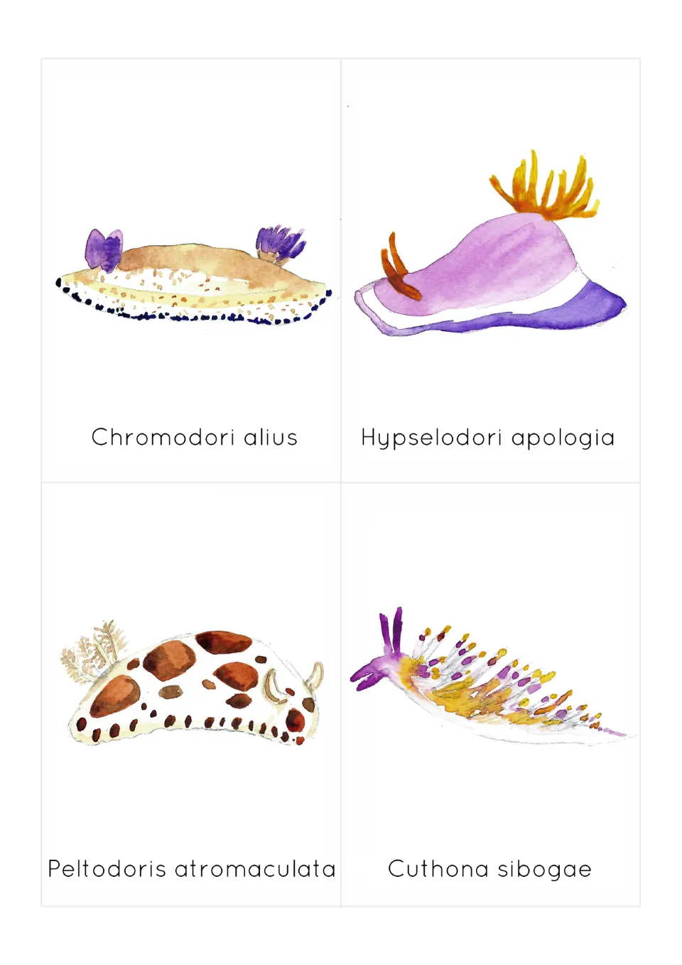 Sea slug flashcards 9–12: Chromodori alius, Hypselodori apologia and two more, illustrated and labeled