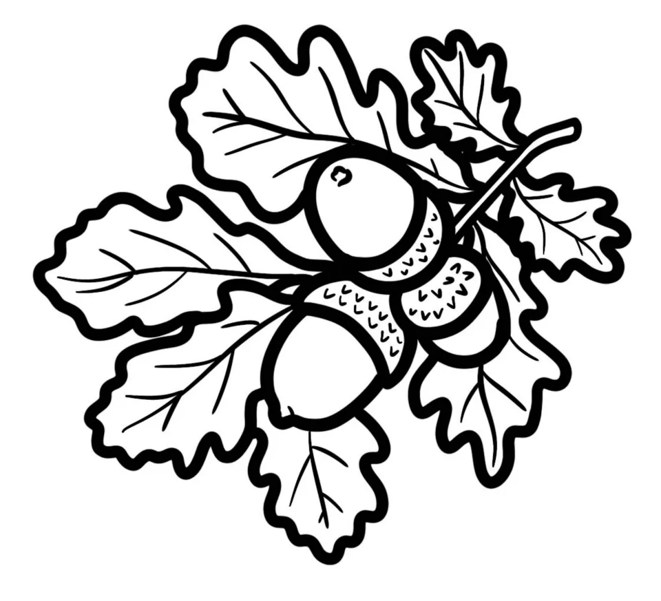 Oak branch clip art: black-and-white line drawing of three acorns with textured caps set among lobed oak leaves