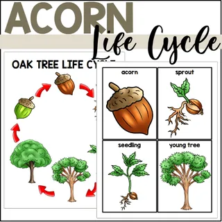 Oak Tree Life Cycle Poster + Sequencing Cards – cover