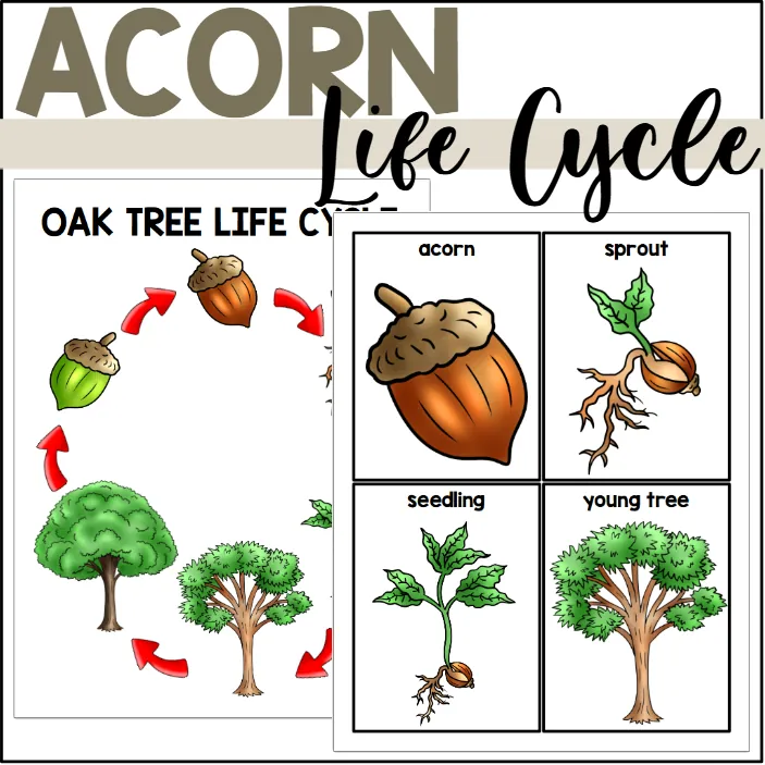 Oak Tree Life Cycle Poster + Sequencing Cards – cover
