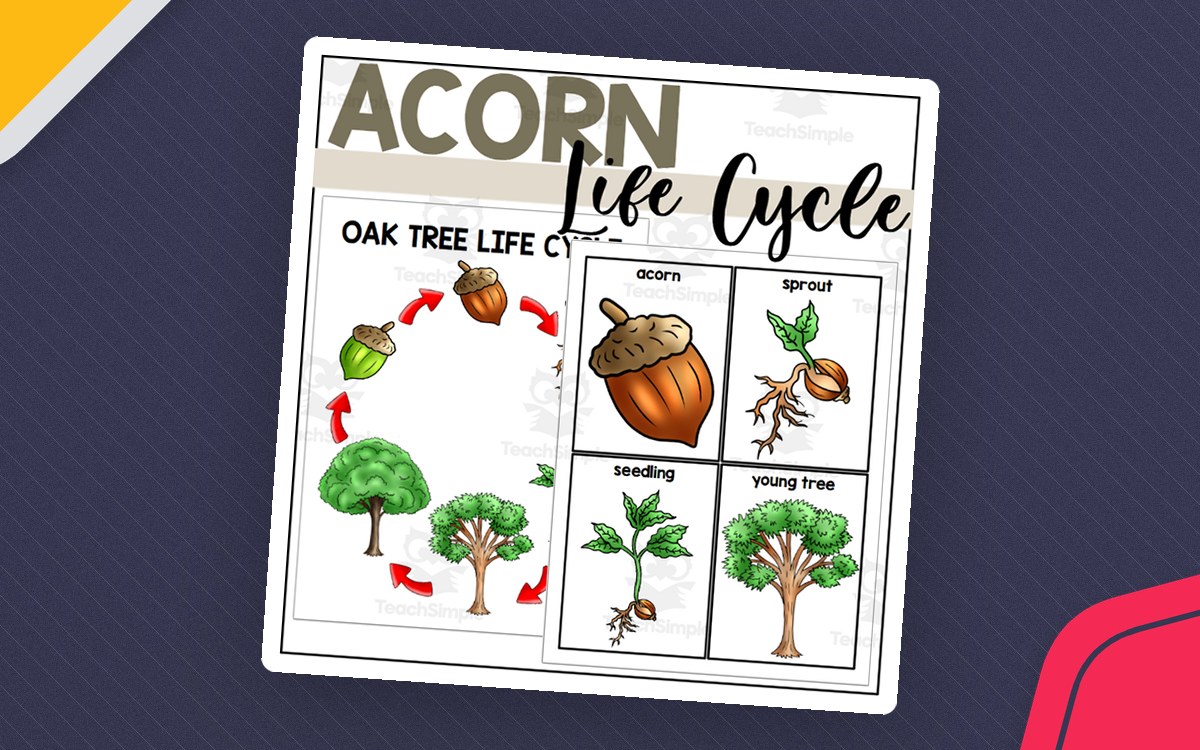 Oak Tree Life Cycle Poster + Sequencing Cards preview
