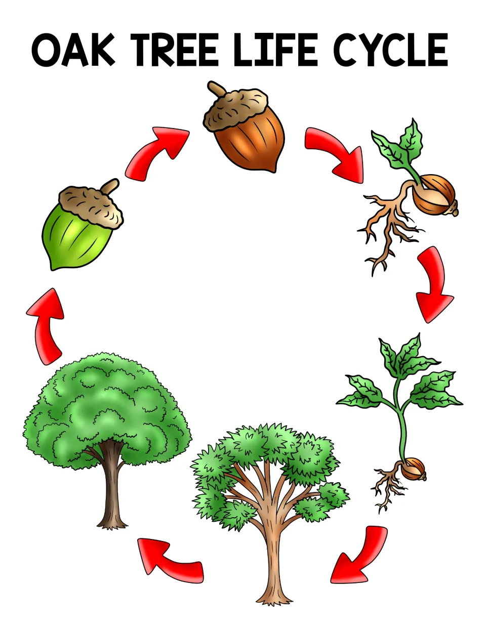 Oak growth diagram: red arrows trace an acorn sprouting, then a seedling, young and mature tree that bears a green acorn