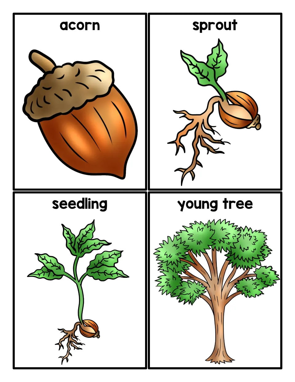 Sequencing cards, set one: labeled pictures of an acorn, sprout, seedling and young tree for students to order by growth
