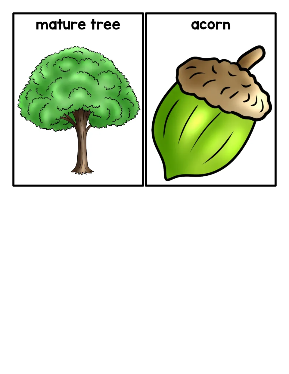 Final two stage cards: a labeled mature tree and a green acorn that closes the loop when students order the full set