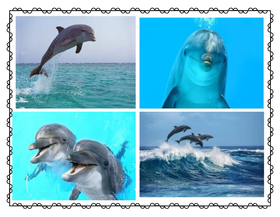Real dolphin photos: a dolphin leaping from the sea, a close-up face, two smiling dolphins and three jumping a wave