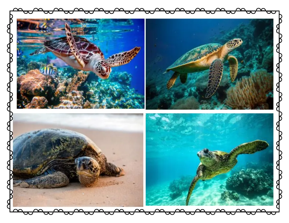 Four real photos of sea turtles: three swimming over coral reefs and one resting on a sandy beach for students to observe