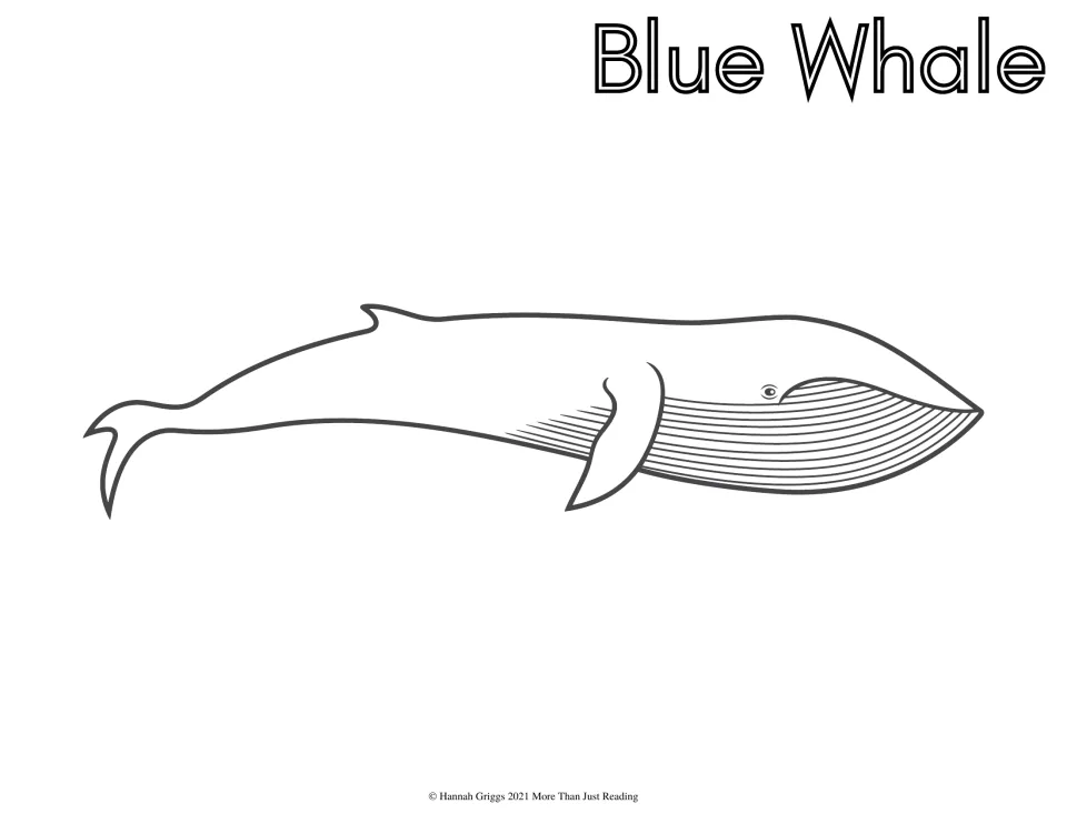 Blue Whale coloring sheet: students color a long side-view outline of a blue whale with a grooved throat and small flipper