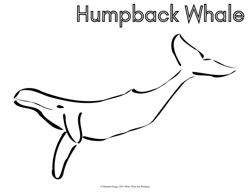 Humpback Whale coloring sheet: students color a diving humpback with long front flippers and a raised tail