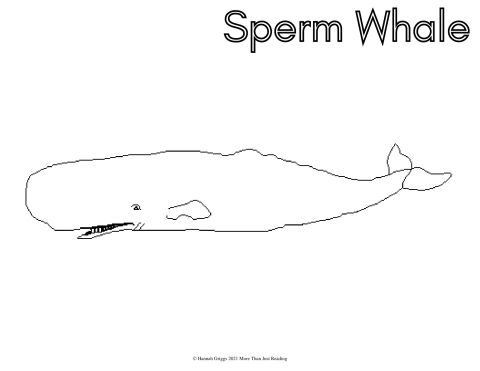 Sperm Whale coloring sheet: students color a sperm whale with a large square head, a toothed lower jaw and small tail