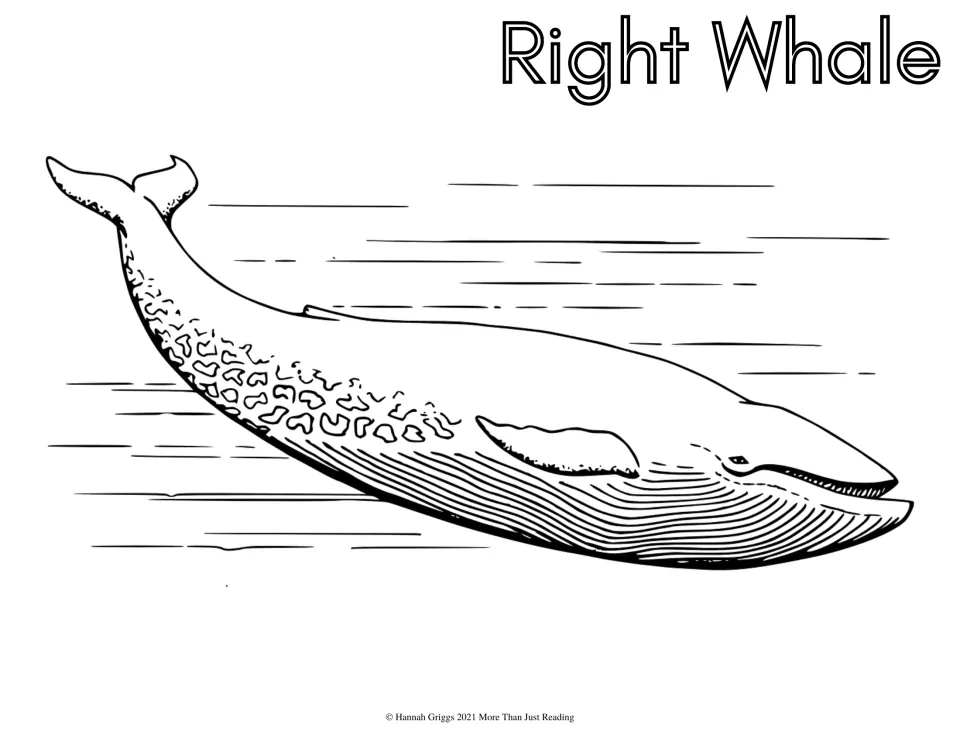 Right Whale coloring sheet: students color a detailed whale with mottled skin patches, a ridged throat and water lines