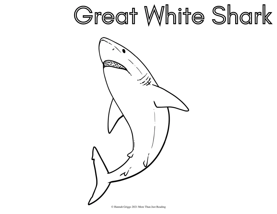 Great White Shark coloring sheet: students color a great white shark swimming upward with its jaws open and teeth showing