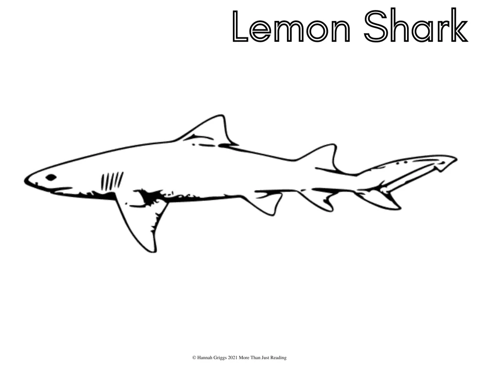 Lemon Shark coloring sheet: students color a side-view lemon shark showing its gill slits, two back fins and long tail