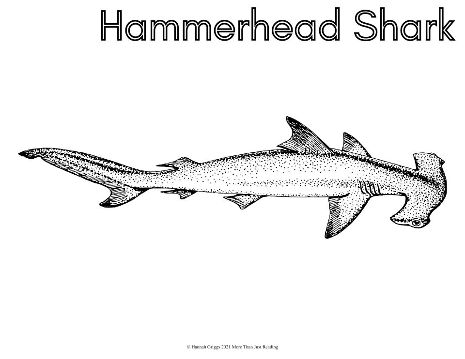 Hammerhead Shark coloring sheet: students color a speckled hammerhead with its wide flat head, gills and pointed fins