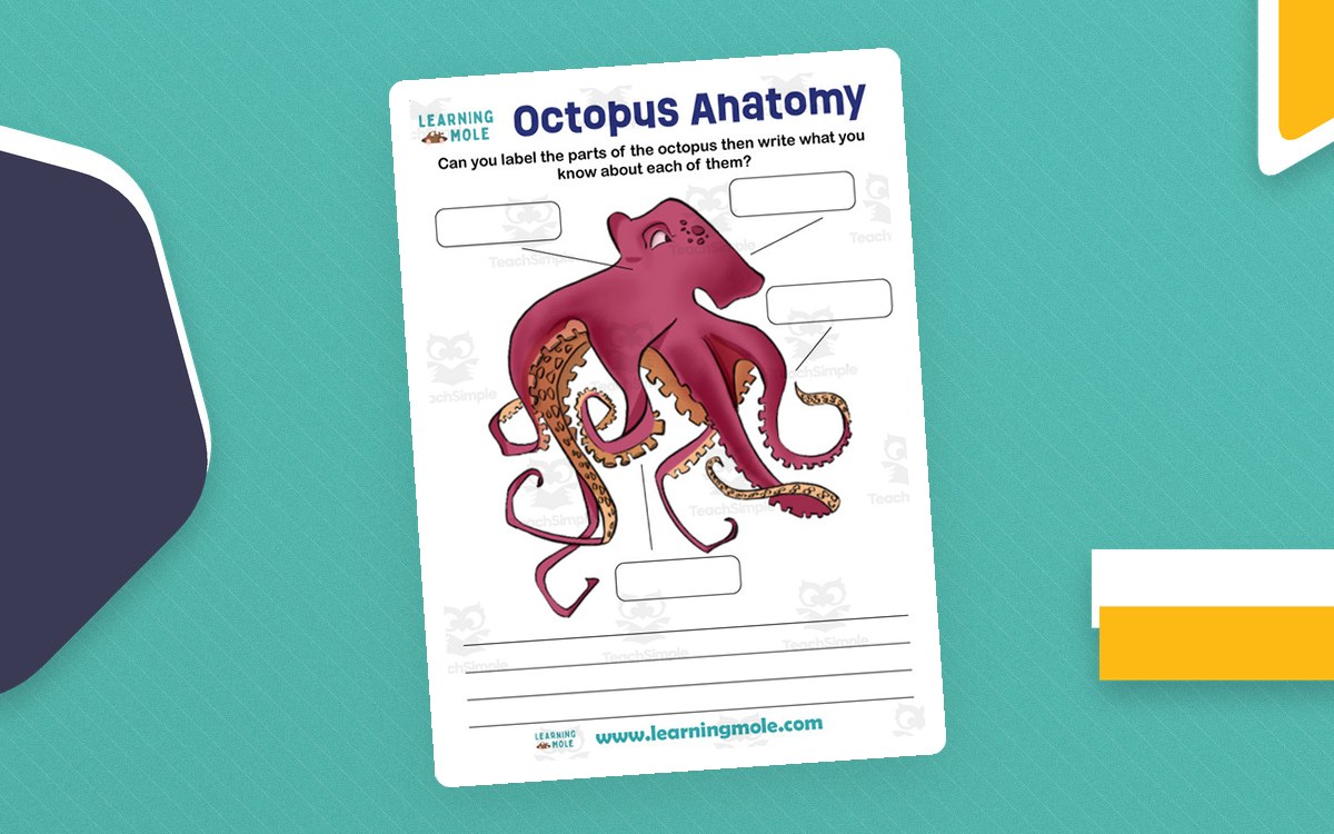 Octopus Activity preview: A single page headed Octopus Anatomy
