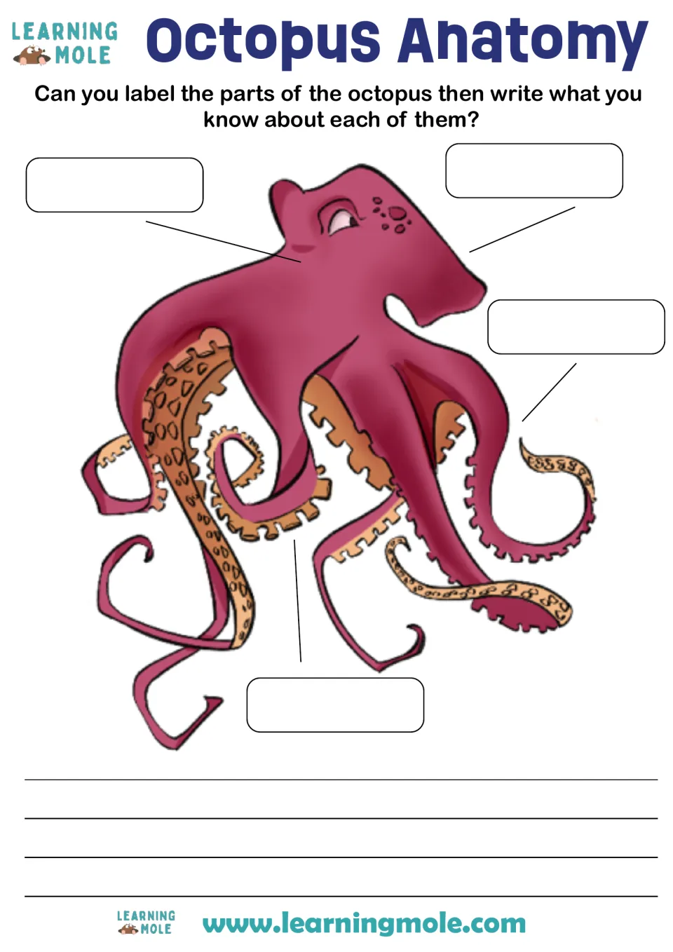 Octopus anatomy labeling: students name four marked parts of a drawn octopus, then write what they know about each