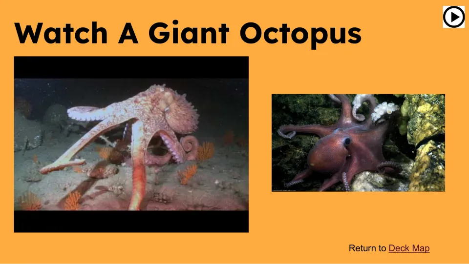 Video slide titled “Watch A Giant Octopus” shows two underwater octopus views for the lesson's viewing activity