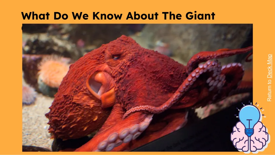 Prior-knowledge photo slide shows a close-up of a red giant octopus, including its eye, skin, and suckers