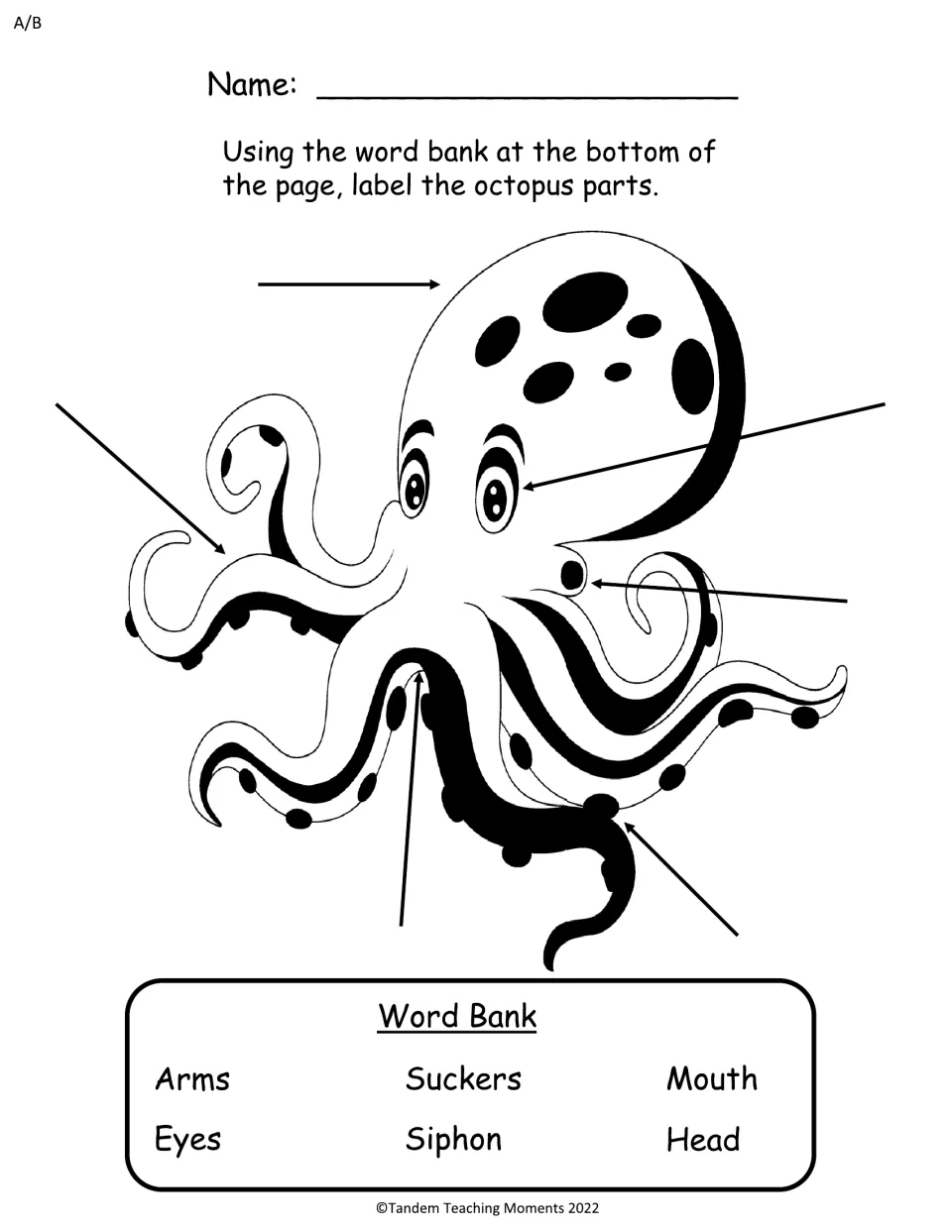 Label the octopus parts: students use a word bank of arms, eyes, suckers, siphon, mouth and head to name each arrow