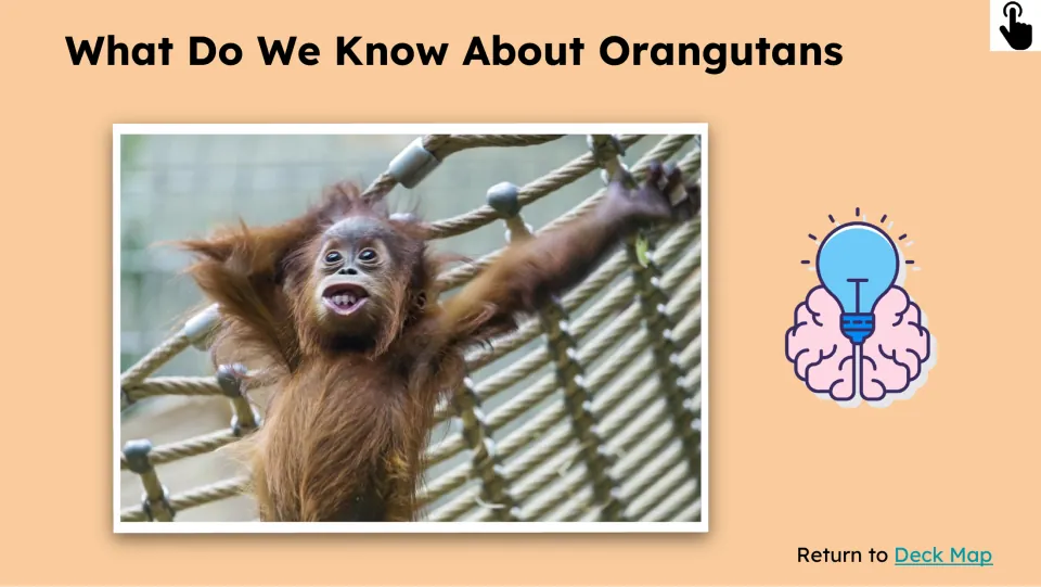 Prior-knowledge slide asks 'What Do We Know About Orangutans' beside a young orangutan climbing ropes