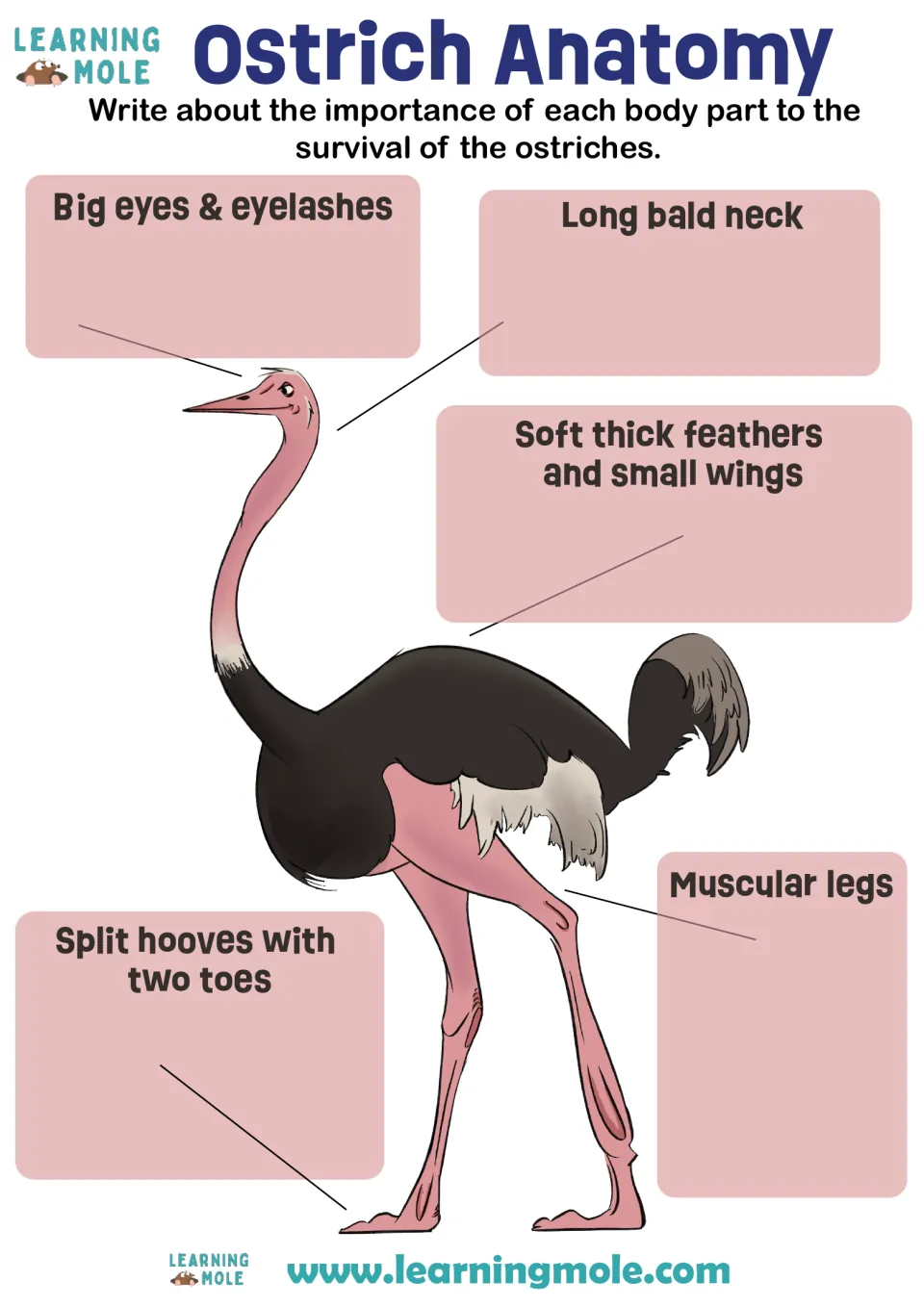Ostrich anatomy: students explain how the eyes, bald neck, feathers, wings, legs and two-toed feet help an ostrich survive