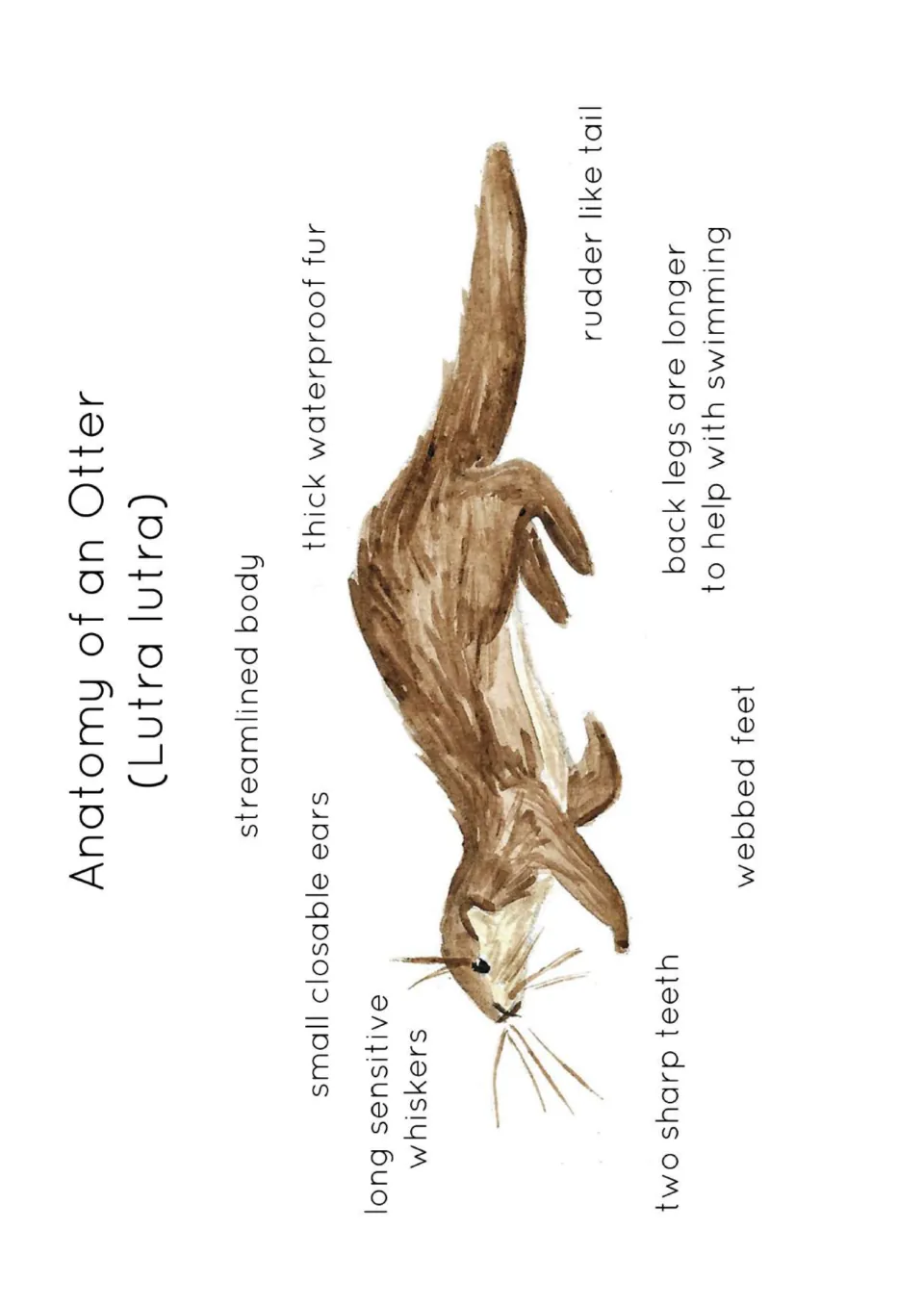 Anatomy of an Otter (Lutra lutra) poster: watercolor otter labeled whiskers, ears, webbed feet, teeth, fur and tail