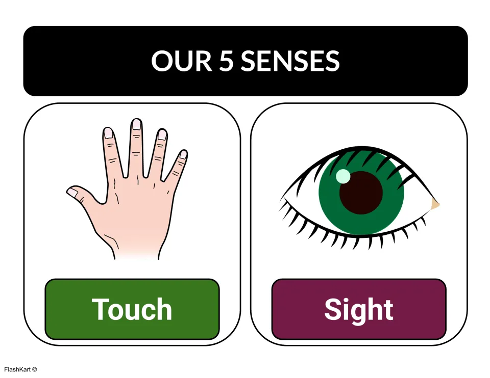 Our 5 Senses anchor chart pairing a hand labeled Touch with an eye labeled Sight to link each sense to its body part