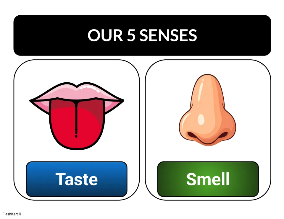 Senses anchor chart showing a tongue labeled Taste and a nose labeled Smell for matching each sense to the body part used