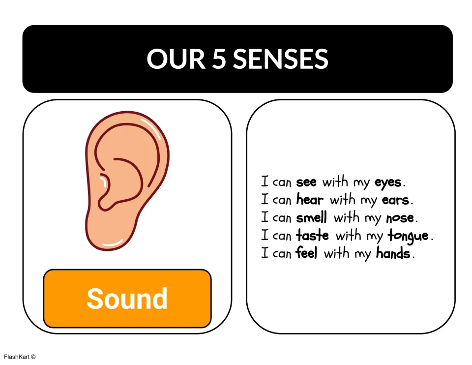 Senses chart with an ear labeled Sound beside five sentences such as I can see with my eyes and I can hear with my ears