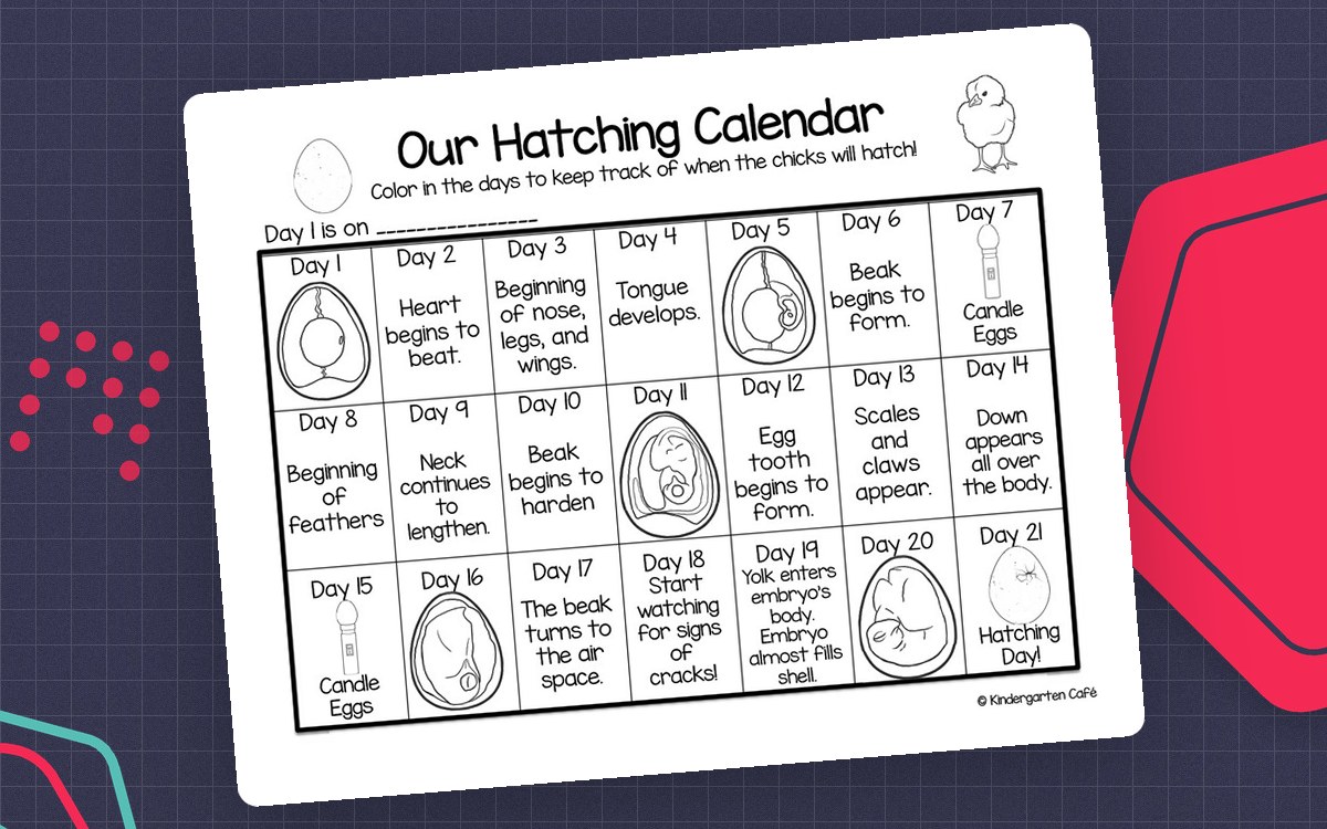 Our Hatching Calendar: The Life Cycle of a Baby Chick preview