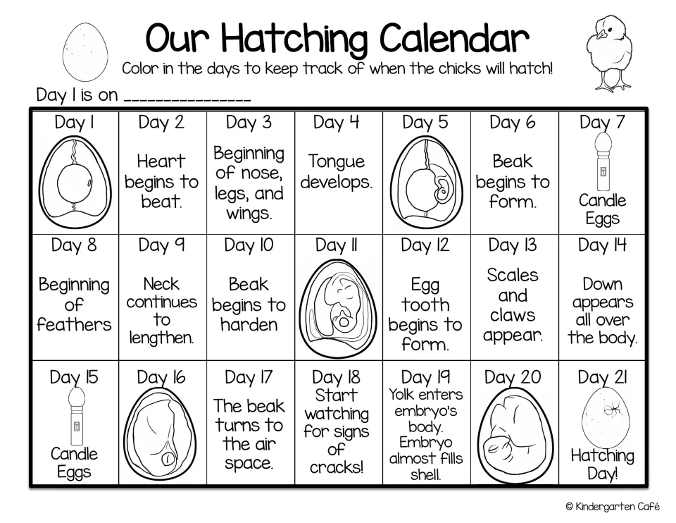 Chick embryo development: students color in days 1 to 21 as the heart, beak, feathers and down form, until hatching day