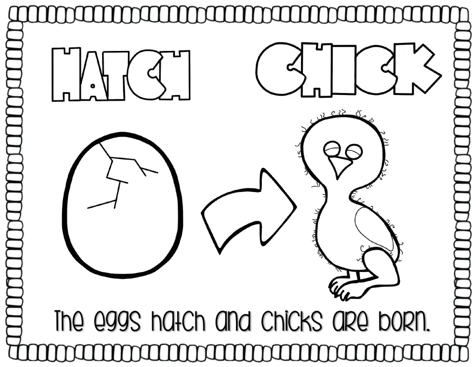 Life cycle story page 2 labels 'Hatch' and 'Chick' and reads, 'The eggs hatch and chicks are born.'