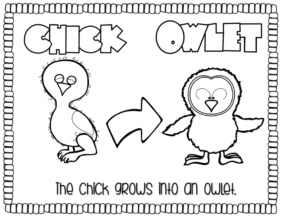 Life cycle story page 3 shows a chick becoming an owlet and reads, 'The chick grows into an owlet.'