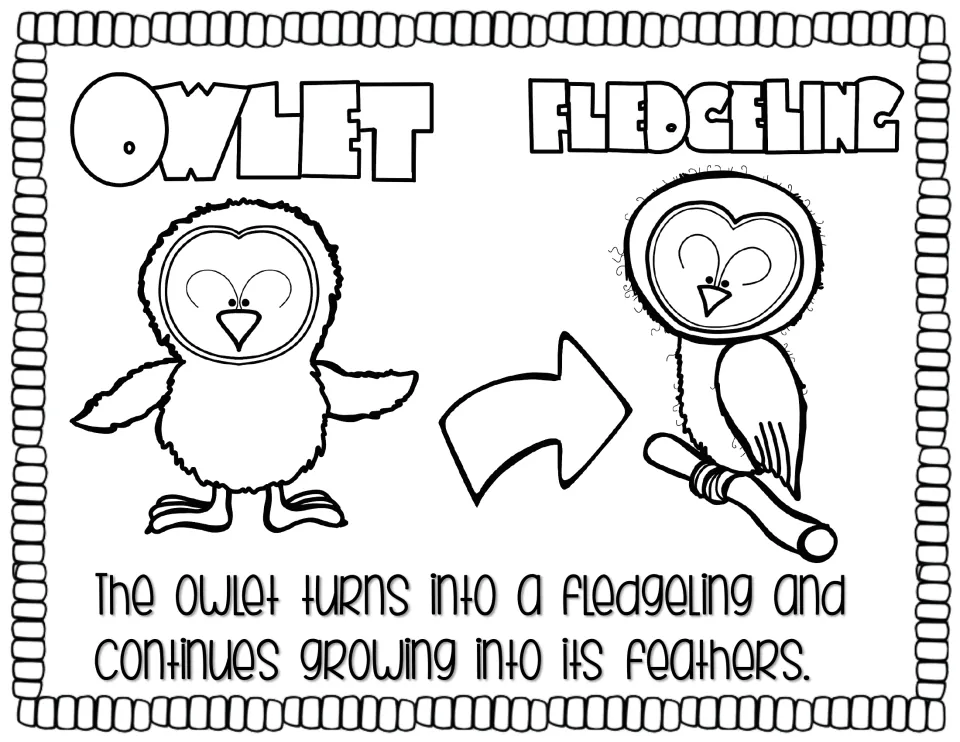 Life cycle story page 4 shows an owlet becoming a fledgling and describes its continued feather growth.