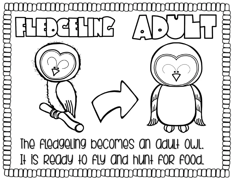 Life cycle story page 5 shows a fledgling becoming an adult owl, described as ready to fly and hunt for food.
